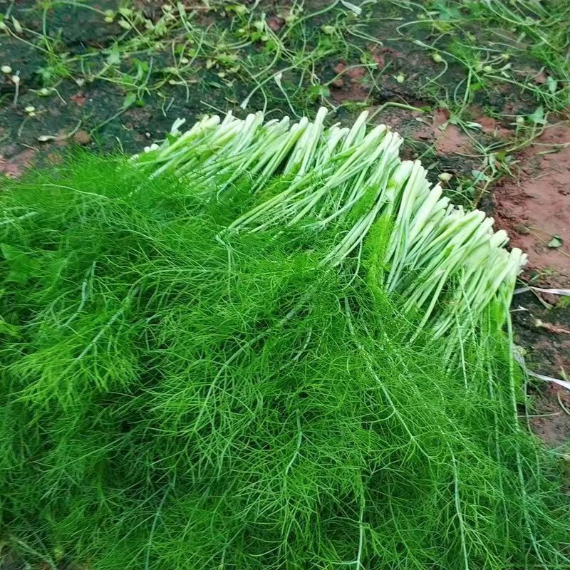 【精品】茴香苗河北大量现货批发供应量大价优欢迎老板合作