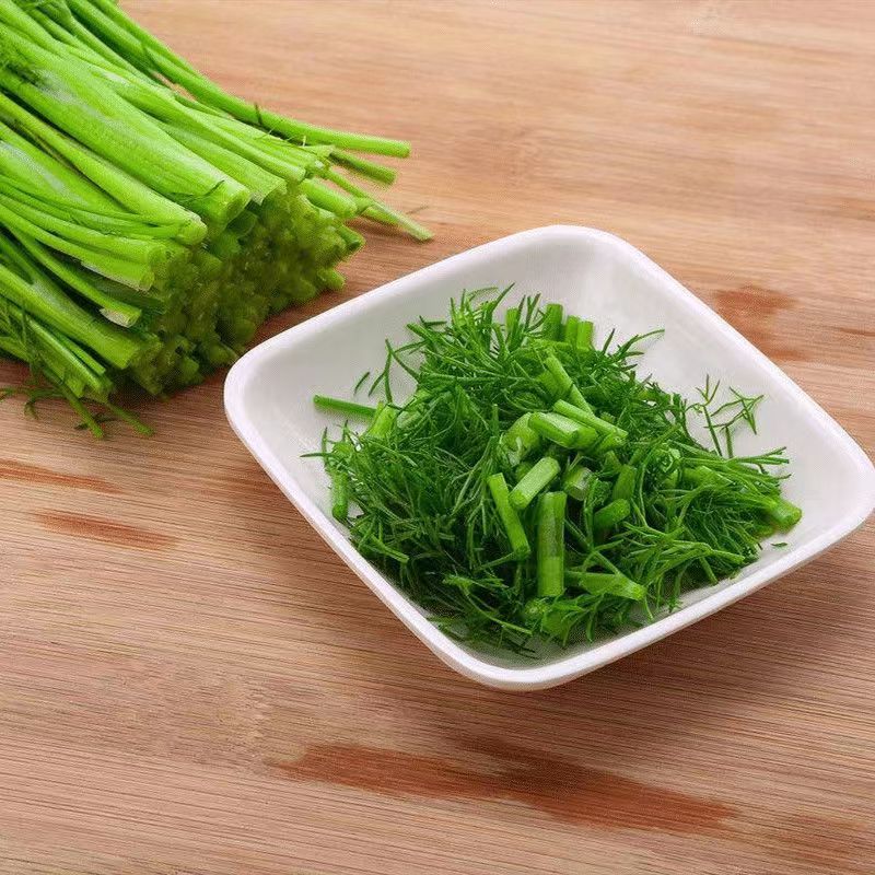 【精品】茴香苗河北大量现货批发供应量大价优欢迎老板合作