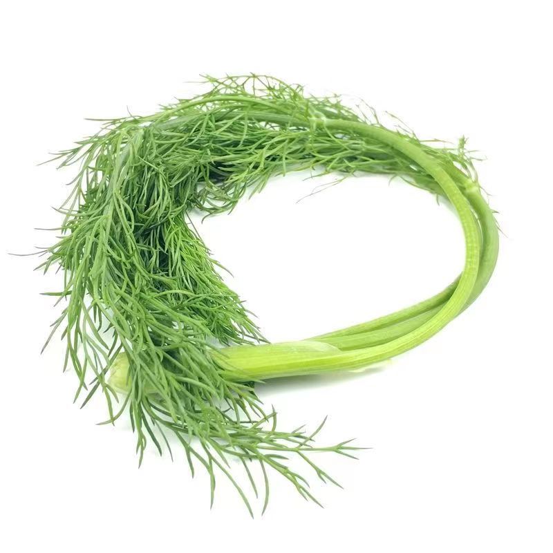 【精品】茴香苗河北大量现货批发供应量大价优欢迎老板合作