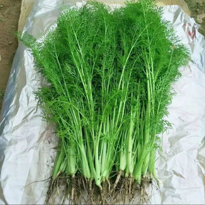 【精品】茴香苗河北大量现货批发供应量大价优欢迎老板合作