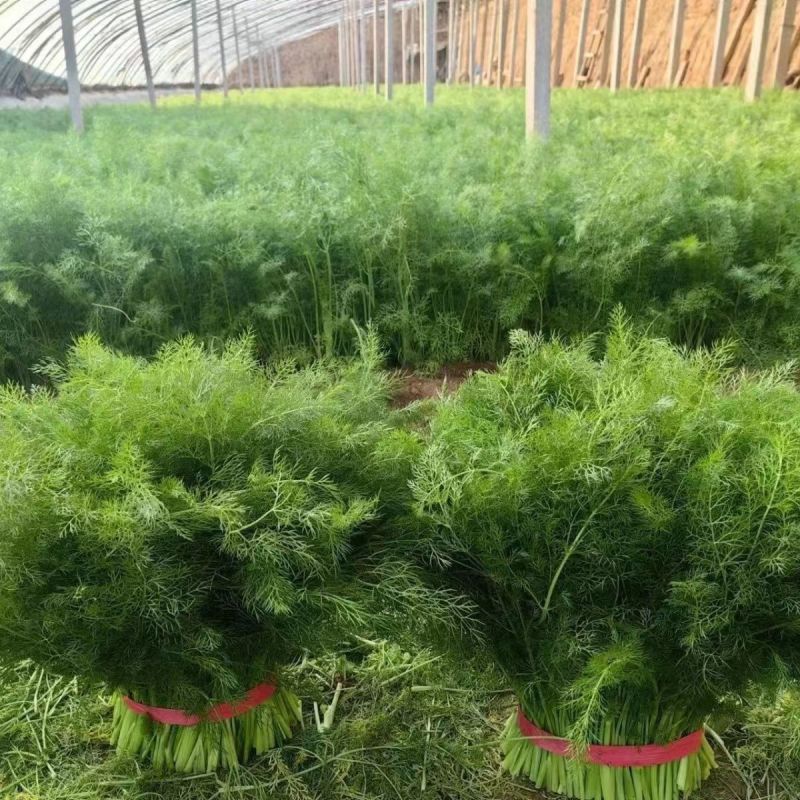 【精品】茴香苗河北大量现货批发供应量大价优欢迎老板合作