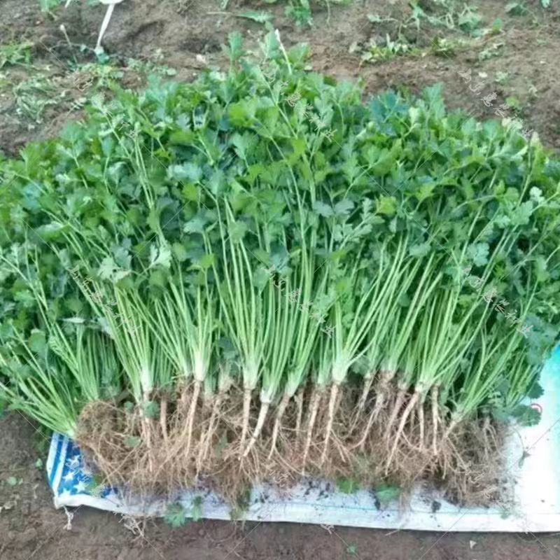 【新鲜】大叶香菜河北现货批发量大价优欢迎老板来电合作