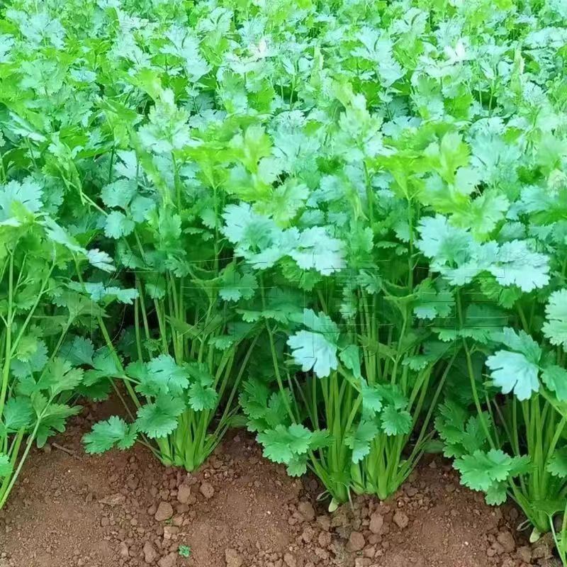 【新鲜】大叶香菜河北现货批发量大价优欢迎老板来电合作