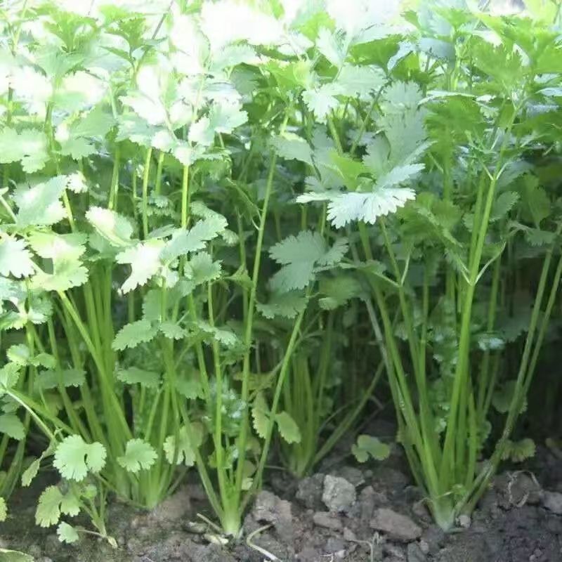 【新鲜】大叶香菜河北现货批发量大价优欢迎老板来电合作