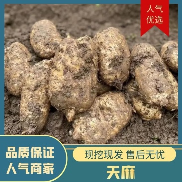 【推荐】云南昭通精品天麻基地直供一手货源价格可谈欢迎来电