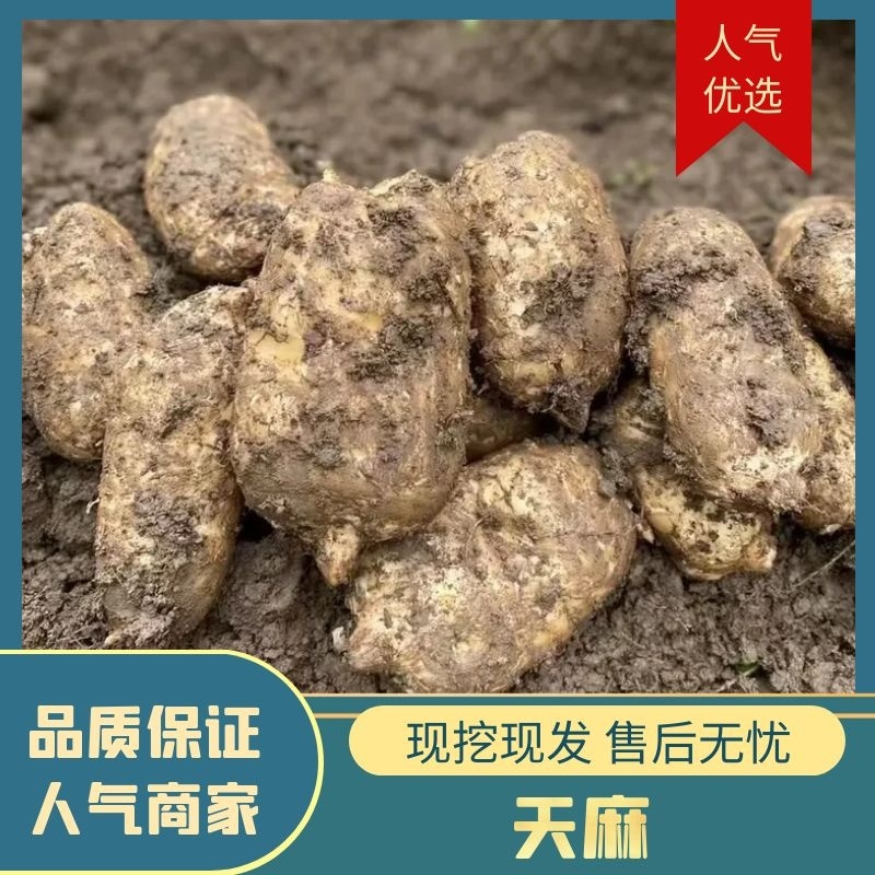 【推荐】云南昭通精品天麻基地直供一手货源价格可谈欢迎来电