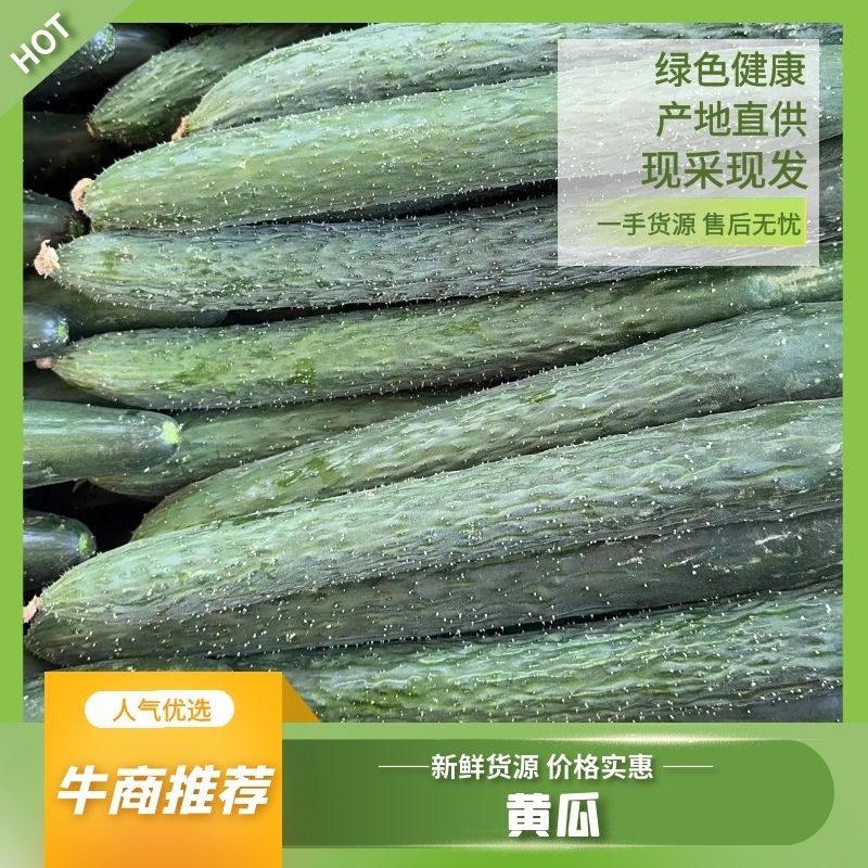 广东湛江徐闻密刺黄瓜一手资源货源充足，供应电商平台和市场