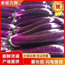 广东精品新苗紫长茄子货量充足量大从优一手货源