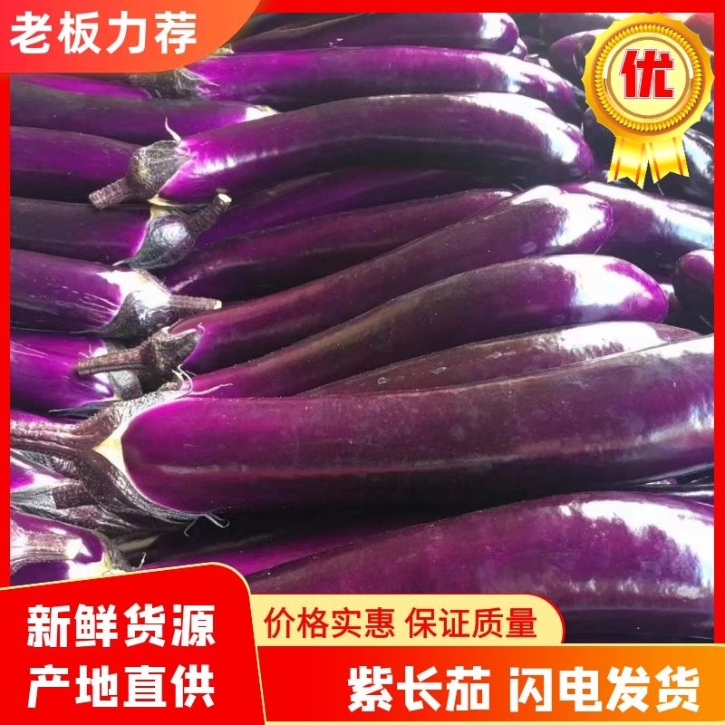 广东精品长茄紫茄大量上市货量充足量大从优一手货源