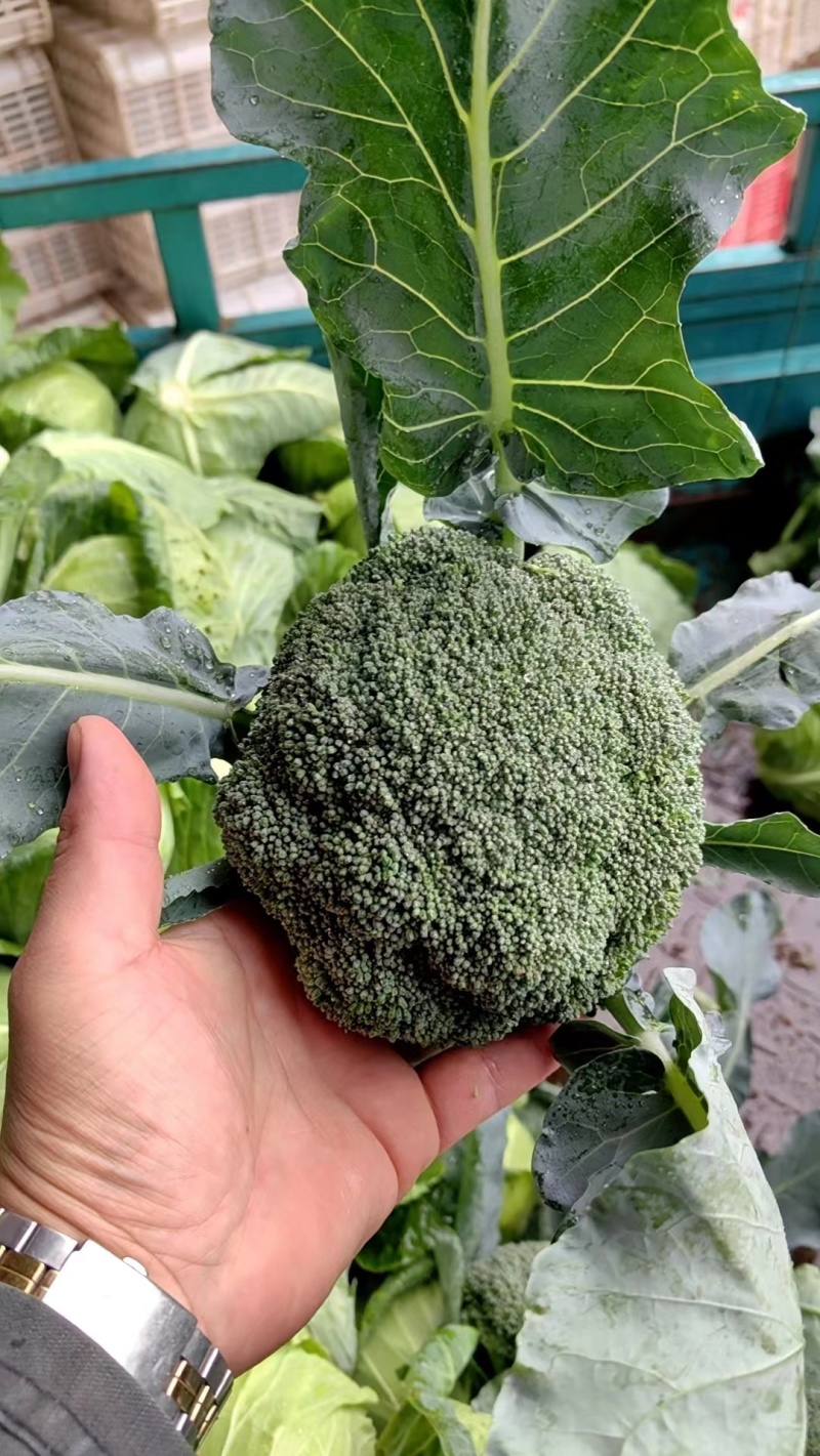 江苏精品西兰花产地直发新鲜采摘货源充足【推荐】