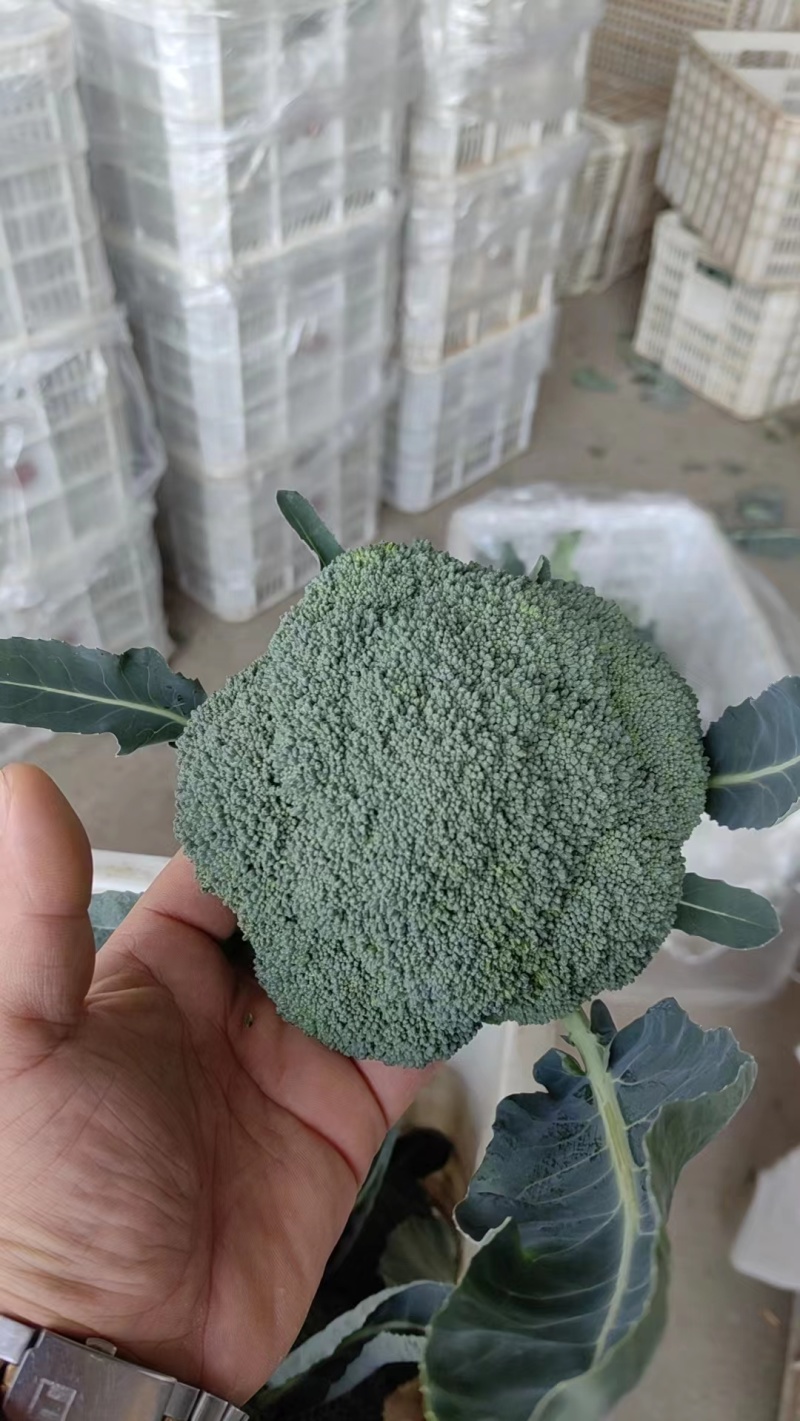 江苏精品西兰花产地直发新鲜采摘货源充足【推荐】