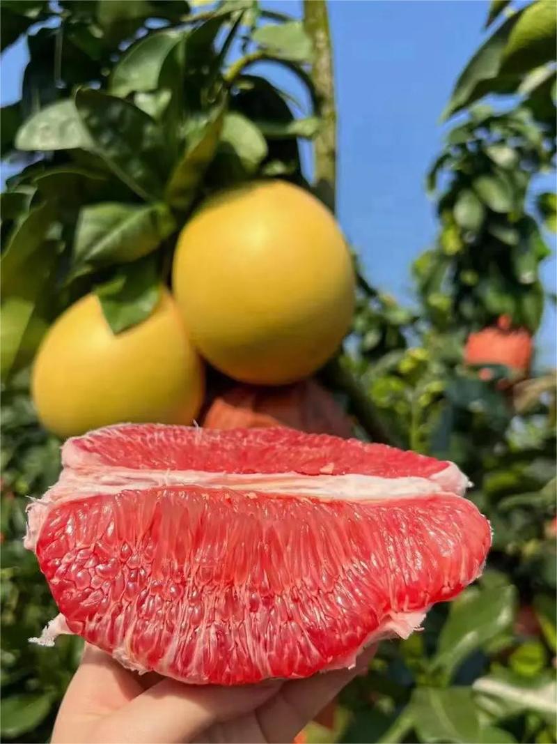 【推荐】柚子红心柚大量现货一手货源欢迎电话联系