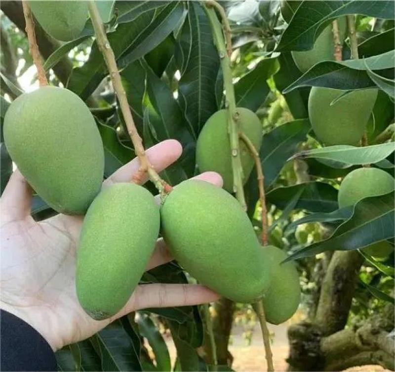 广西百色芒果大量供应可对接商超社区欢迎电话联系