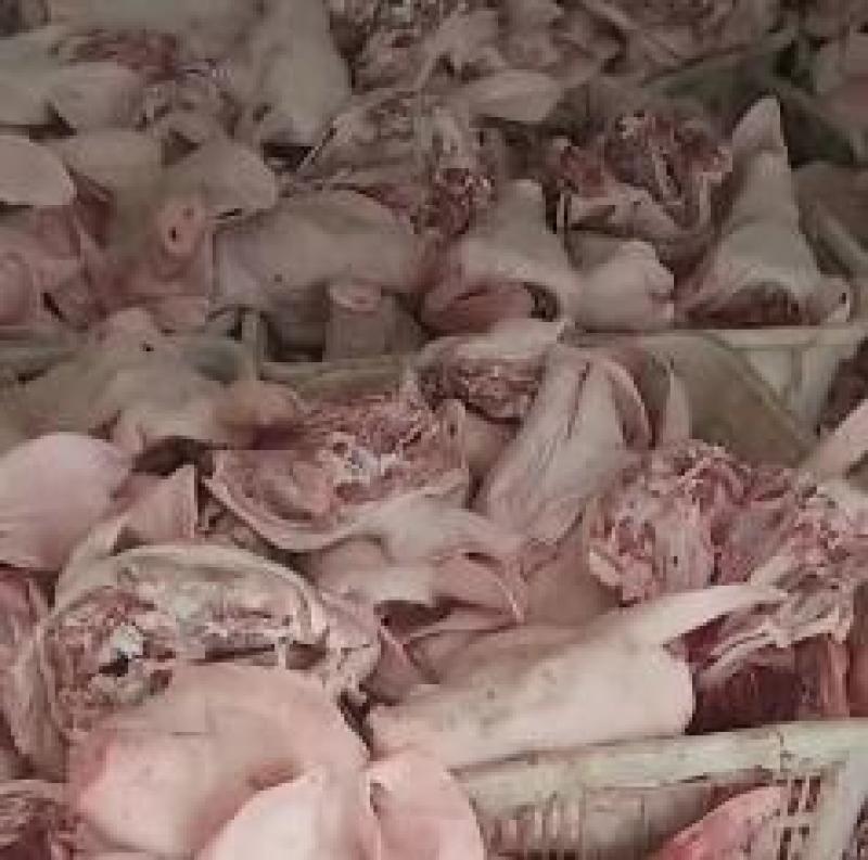 山东猪头品质保证产地直发可视频看货欢迎咨询
