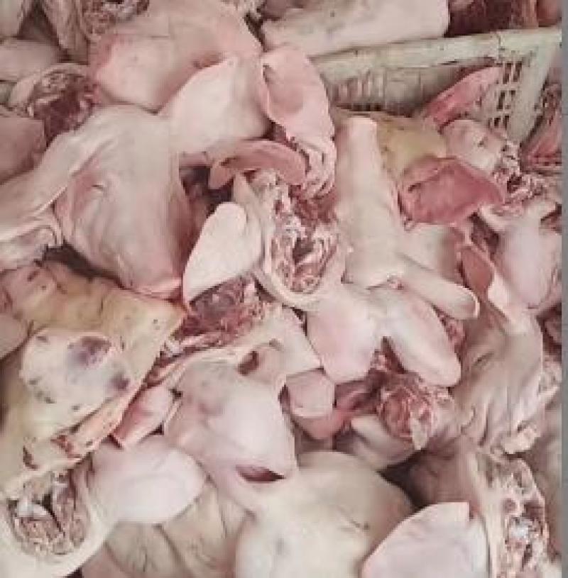 山东猪头品质保证产地直发可视频看货欢迎咨询