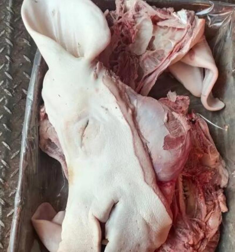 山东猪头品质保证产地直发可视频看货欢迎咨询