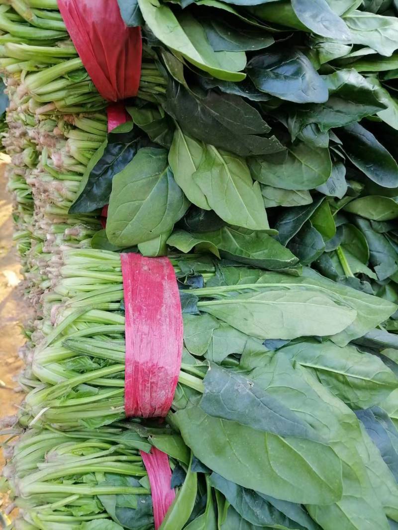 精品菠菜大量上市20公斤到25公分有要的联系我