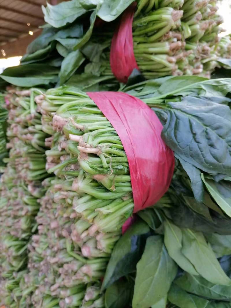 精品菠菜大量上市20公斤到25公分有要的联系我