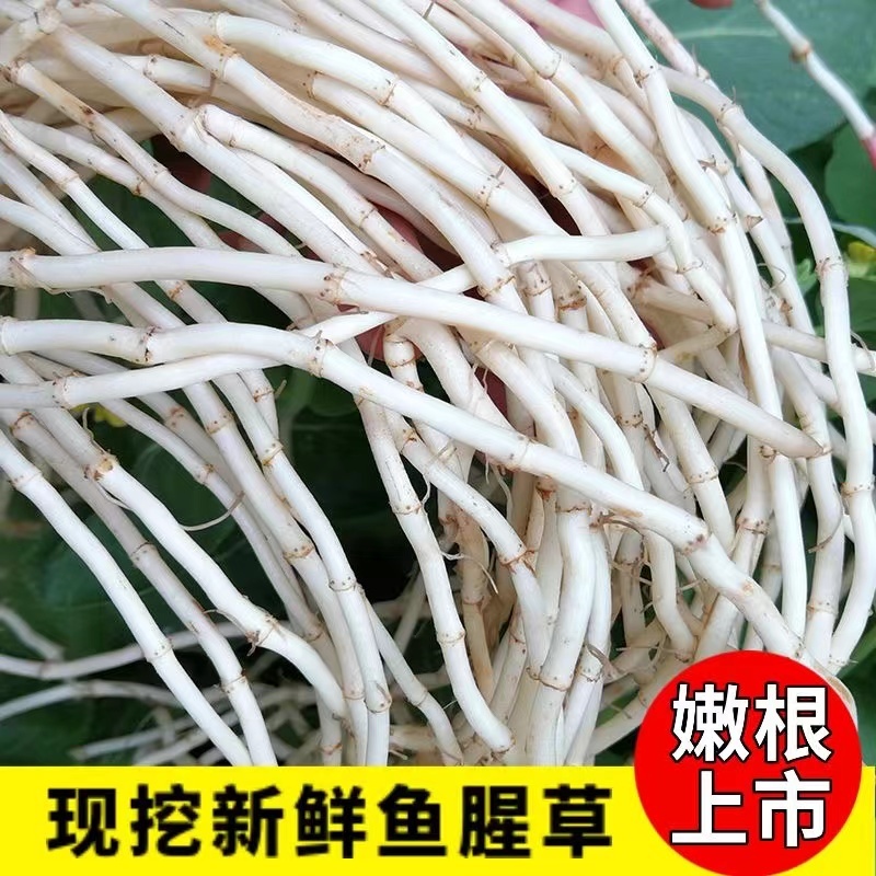 鱼腥草量大价优实力供货视频看产品保质保量精品一手货源