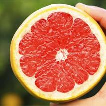 【推荐】三红葡萄柚现货现发量大从优价格欢迎
