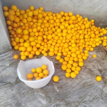 四川橙子血橙对接东北新疆电商市场商超等各类客户
