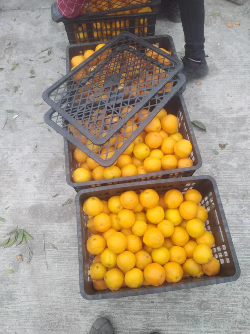 四川橙子血橙对接东北新疆电商市场商超等各类客户