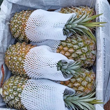 【精选】优质供货电商，菠萝，广东湛江，厂家直销，量大价优