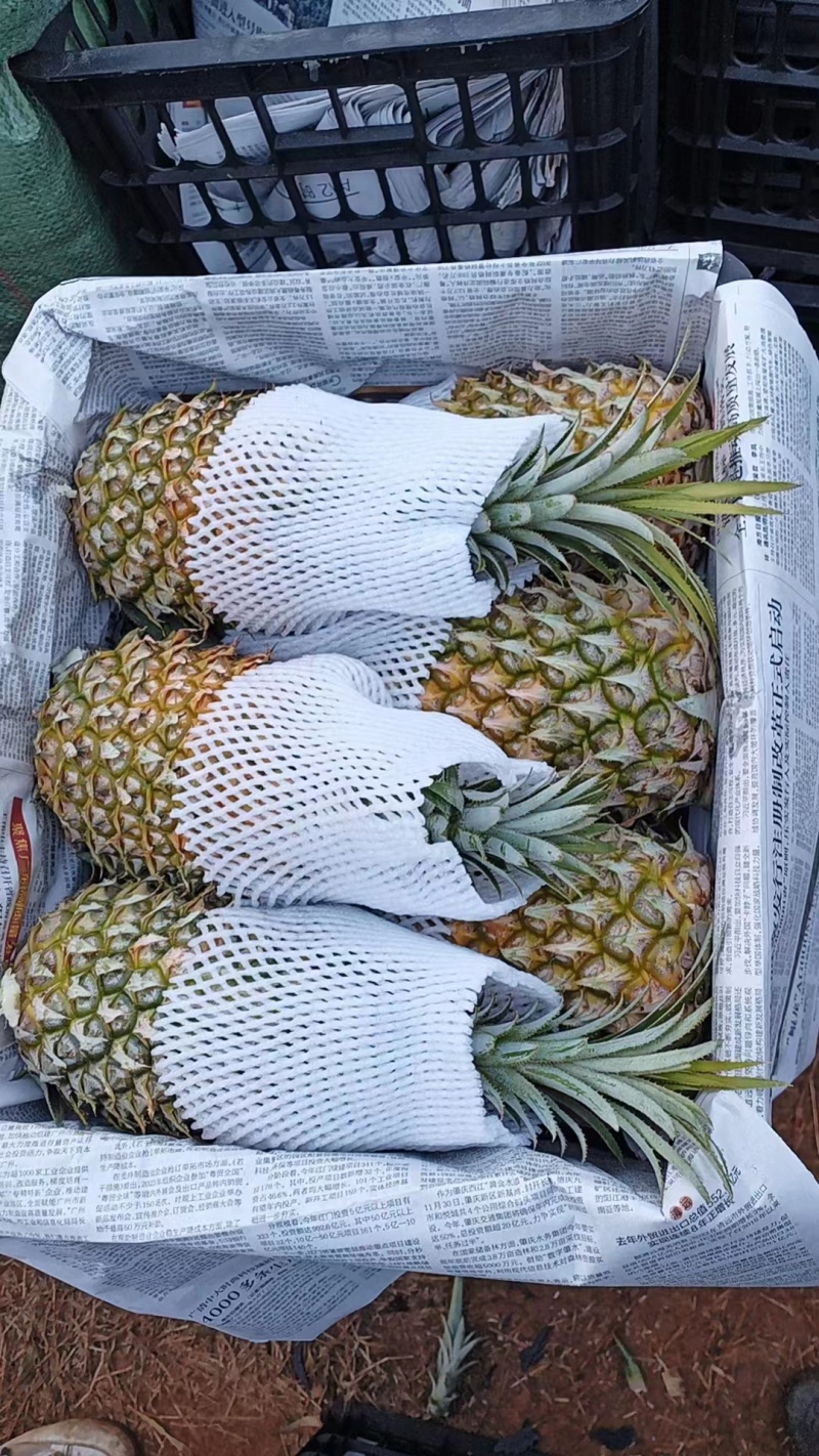 【精选】优质供货电商，菠萝，广东湛江，厂家直销，量大价优