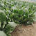 大叶菠菜种子春秋冬季耐寒耐热四季播纯丰红根菠菜籽