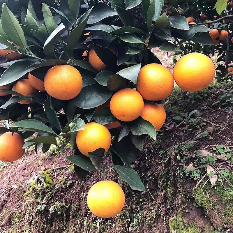 麻阳冰糖橙，大量供应【对接批发商社区电商团购】
