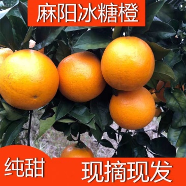 麻阳冰糖橙,大量供应【对接批发商社区电商团购】