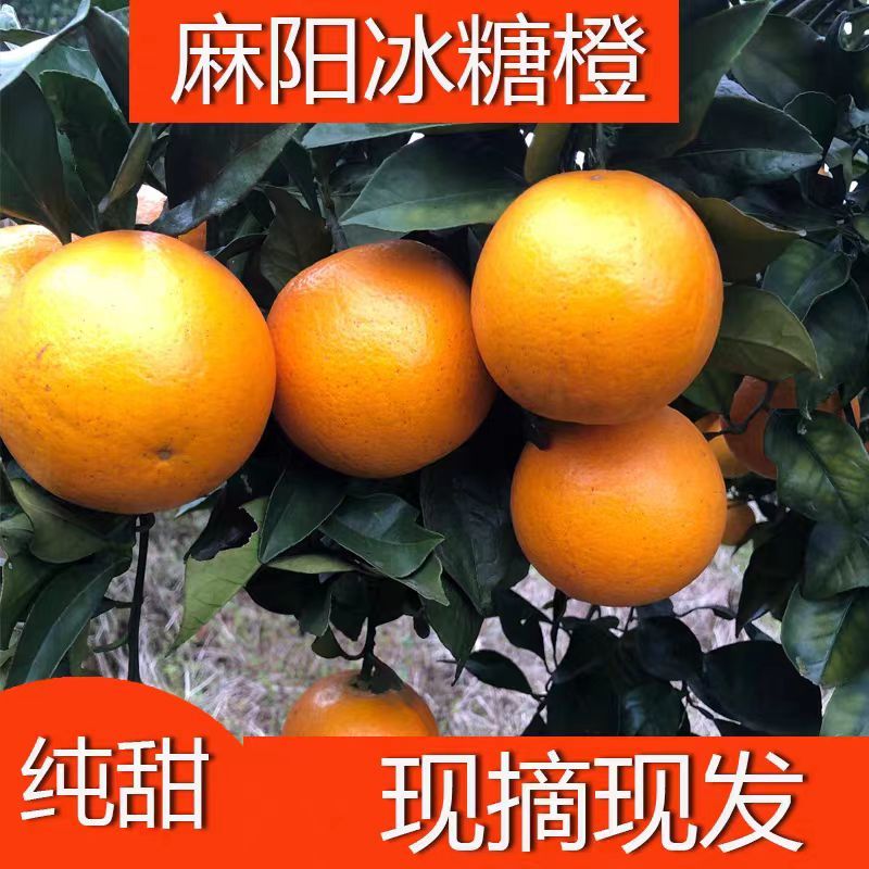 麻阳冰糖橙，大量供应【对接批发商社区电商团购】