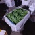 四川豌豆尖豌豆苗基地直供现货价格便宜全国发货