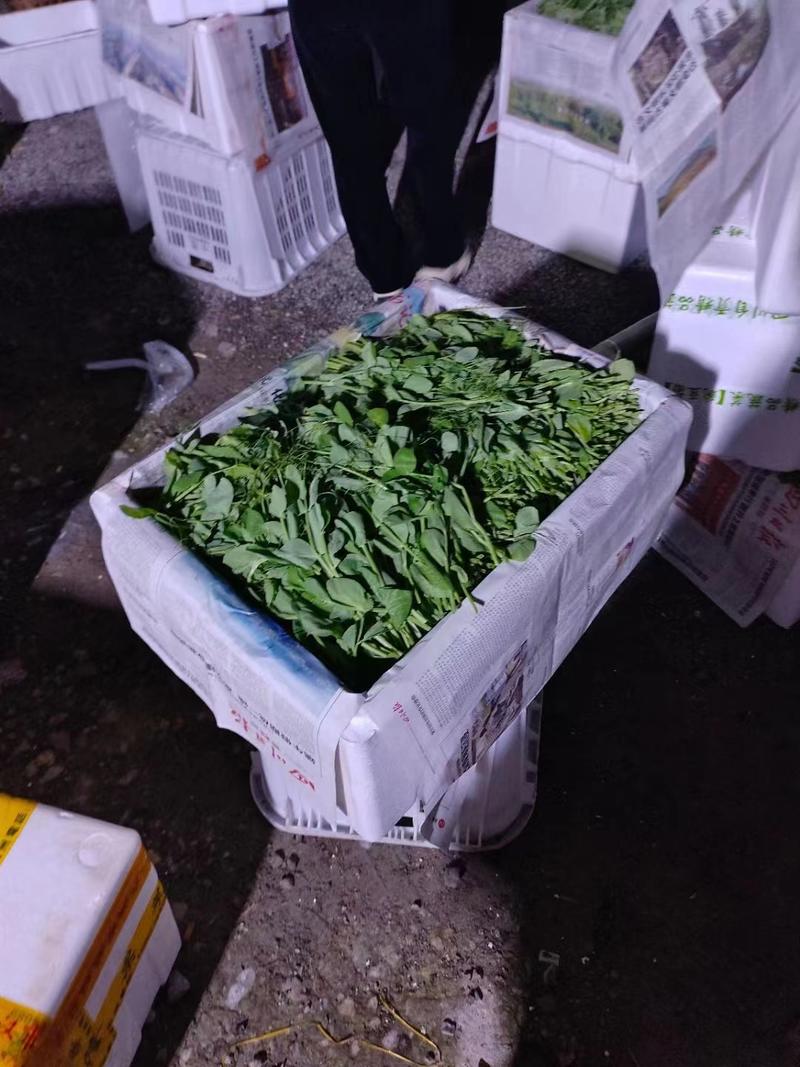 四川豌豆尖豌豆苗基地直供现货价格便宜全国发货