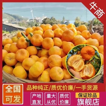 湖南湘西凤凰椪柑原产地【批发社区团购电商商超】