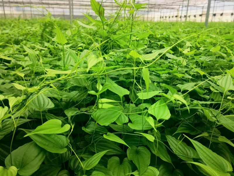 精品优质百部苗批发价格量大从优基地现挖现发