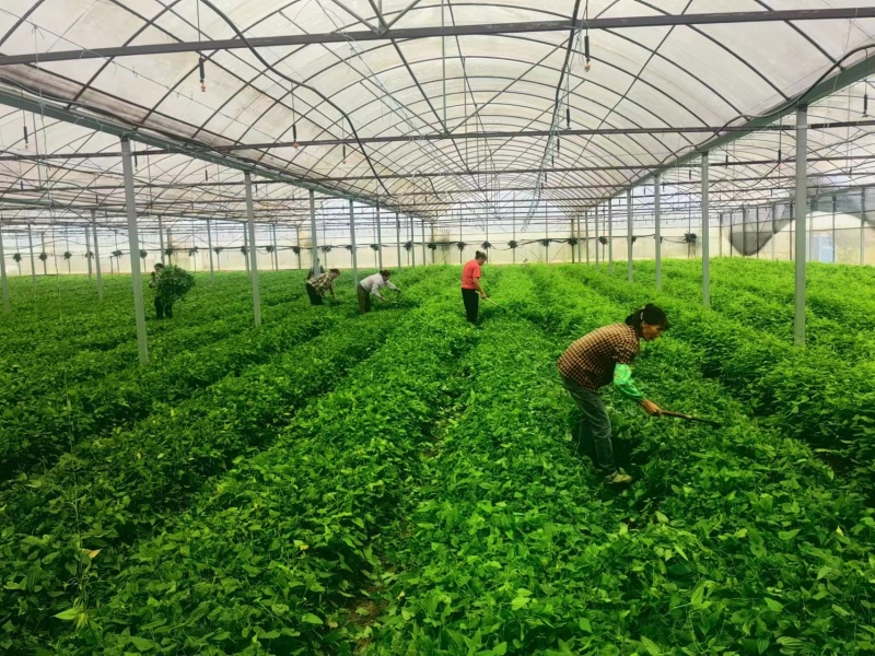 精品优质百部苗批发价格量大从优基地现挖现发