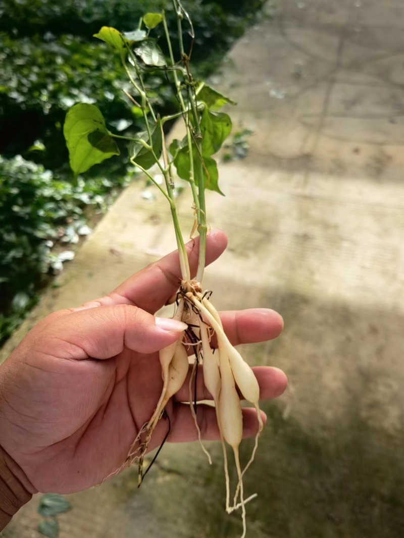 精品优质百部苗批发价格量大从优基地现挖现发