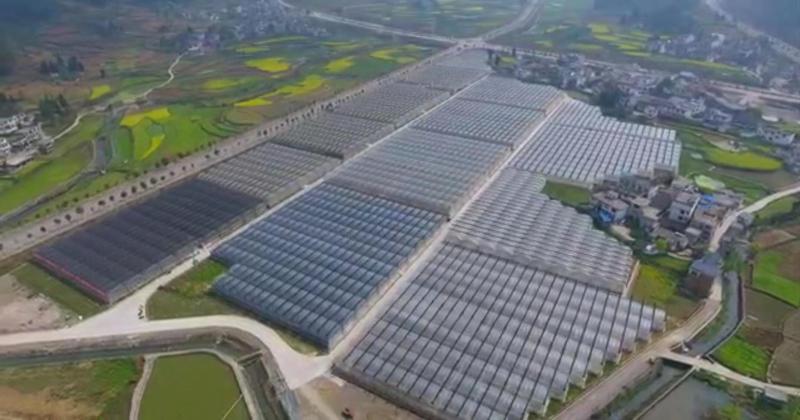 精品优质百部苗批发价格量大从优基地现挖现发