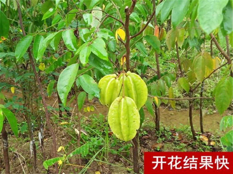 广西容县四季杨桃稼接苗成活率高产地直发欢迎老板电联