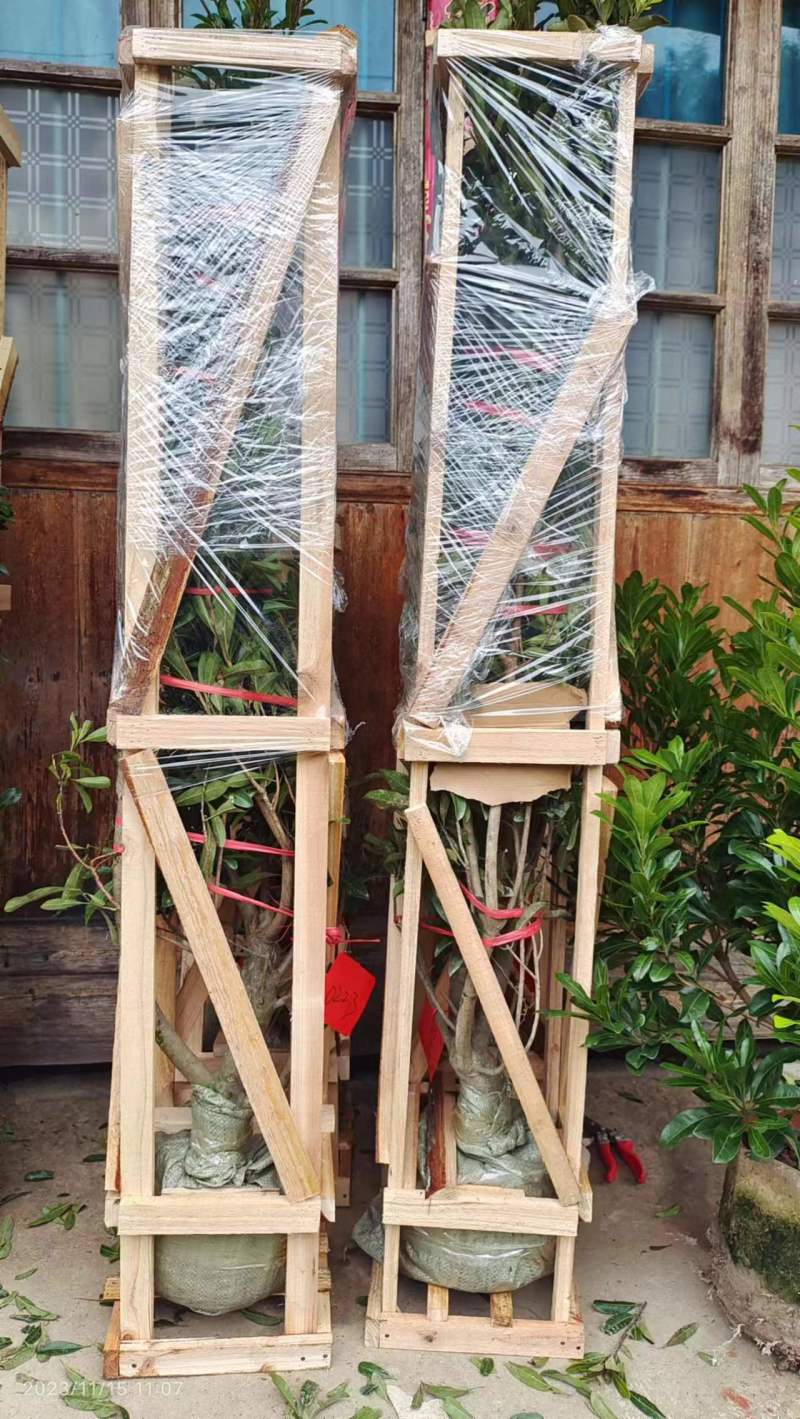 杨梅树苗靖州梅苗地径量直3公分以上，高100~150cm