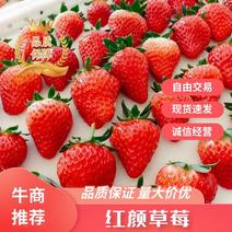 【红颜草莓】颜色亮品质好产地一手货源品质保证欢迎选购