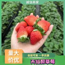精品天仙醉草莓产地一手货源实力代办品质保证全国