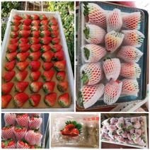 丹东红颜九九草莓产地直供质量保证一手货源欢迎订购