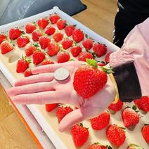 【丹东红颜草莓】辽宁基地直发质量上乘量大价优对接商超