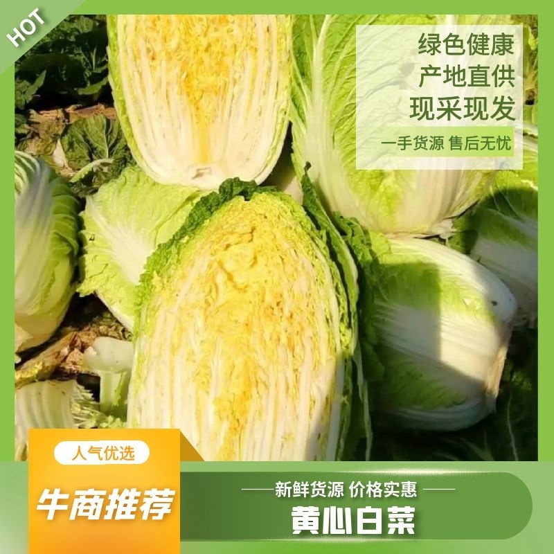 东台市黄心白菜，百亩基地，整车供应，欢迎各位客户前来洽谈
