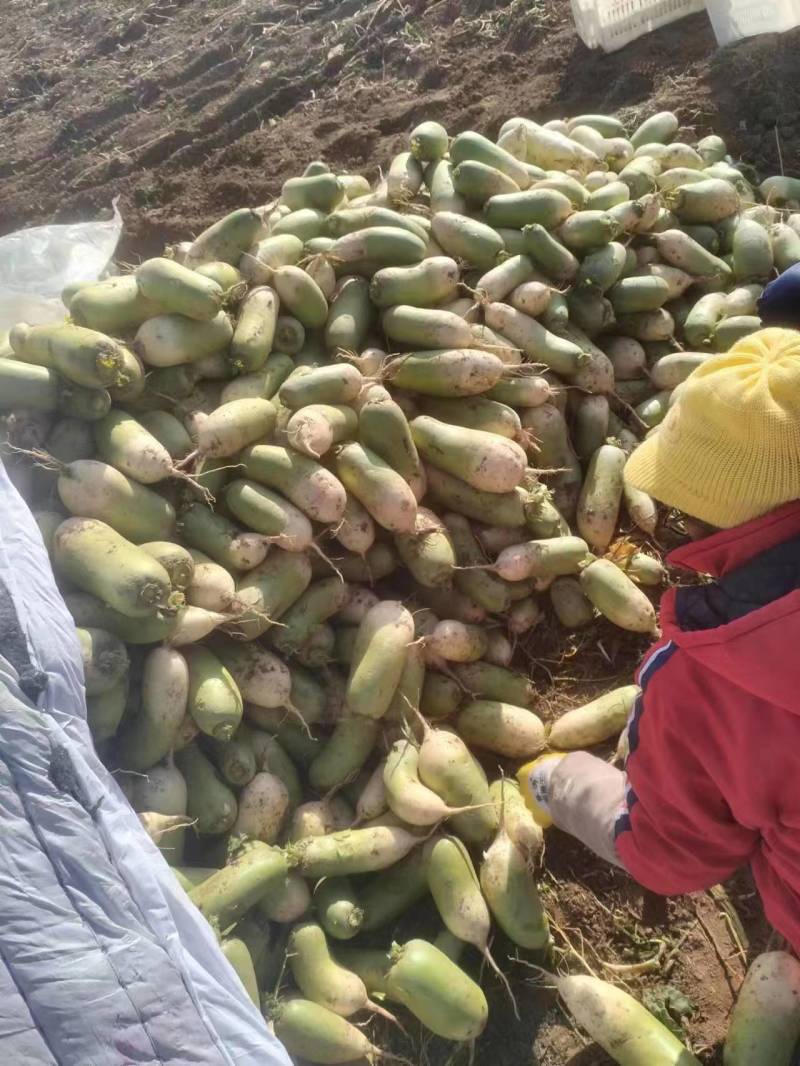 【精品】青萝卜水果萝卜山西产地直发长期稳定供应详谈