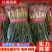 【蒜苗】河南红根蒜苗产地直发品质保证量大从优欢迎咨询