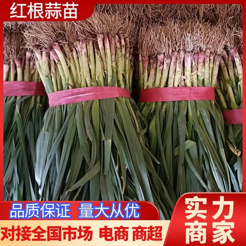 【蒜苗】河南红根蒜苗产地直发品质保证量大从优欢迎咨询