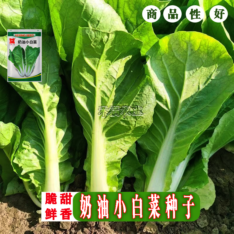 奶油小白菜种子小青菜种籽快菜种子阳台庭院大田四季蔬菜种孑